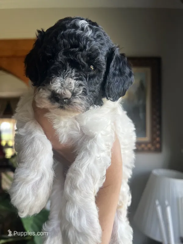 Mini Goldendoodle “Moe” – Goldendoodle, Miniature Goldendoodle puppy for sale in Kennett, MO