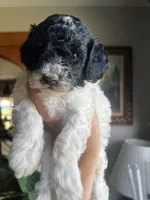 Mini Goldendoodle “Moe”, a male Goldendoodle and Miniature Goldendoodle for sale in Kennett, MO – 1 of 10