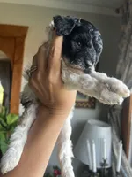 Mini Goldendoodle “Curly” , a male Goldendoodle and Miniature Goldendoodle for sale in Kennett, MO – 9 of 9