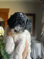 Mini Goldendoodle “Moe”, a male Goldendoodle and Miniature Goldendoodle for sale in Kennett, MO – 7 of 10