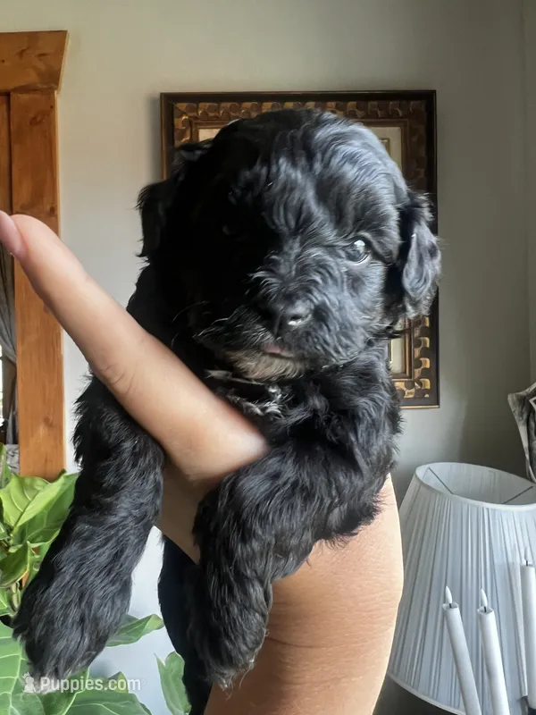Mini Goldendoodle “Larry” – Goldendoodle, Miniature Goldendoodle puppy for sale in Kennett, MO