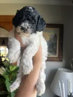 Mini Goldendoodle “Moe”, a male Goldendoodle and Miniature Goldendoodle for sale in Kennett, MO – 9 of 10