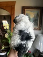 Mini Goldendoodle “Curly” , a male Goldendoodle and Miniature Goldendoodle for sale in Kennett, MO – 4 of 9