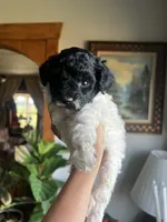 Mini Goldendoodle “Curly” , a male Goldendoodle and Miniature Goldendoodle for sale in Kennett, MO – 3 of 9