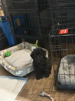 Maverick, a male Miniature Aussiedoodle for sale in Sicklerville, NJ – 1 of 3