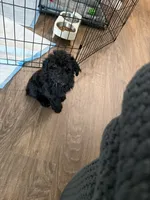 Maverick, a male Miniature Aussiedoodle for sale in Sicklerville, NJ – 2 of 3
