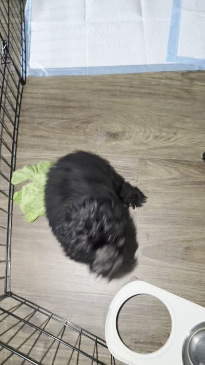 Maverick, a male Miniature Aussiedoodle for sale in Sicklerville, NJ – 3 of 3