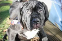 Conan, a male Cane Corso for sale in Winchester, VA – Photo 4 of 9