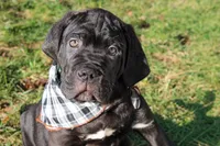 Conan, a male Cane Corso for sale in Winchester, VA – Photo 5 of 9