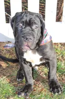 Conan, a male Cane Corso for sale in Winchester, VA – Photo 6 of 9