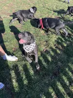 Conan, a male Cane Corso for sale in Winchester, VA – Photo 2 of 9