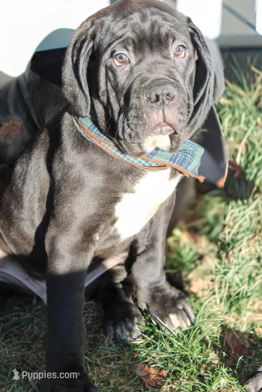 Conan, a male Cane Corso for sale in Winchester, VA – Photo 1 of 9