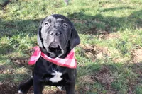 Conan, a male Cane Corso for sale in Winchester, VA – Photo 7 of 9