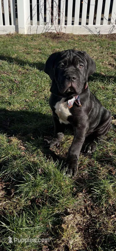 Conan – Cane Corso puppy for sale in Winchester, VA