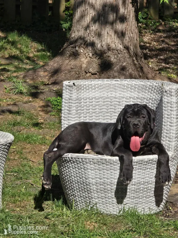 Mike – Cane Corso puppy for sale in Winchester, VA