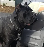 Mike, a male Cane Corso for sale in Winchester, VA – Photo 2 of 4