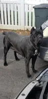 Mike, a male Cane Corso for sale in Winchester, VA – Photo 3 of 4