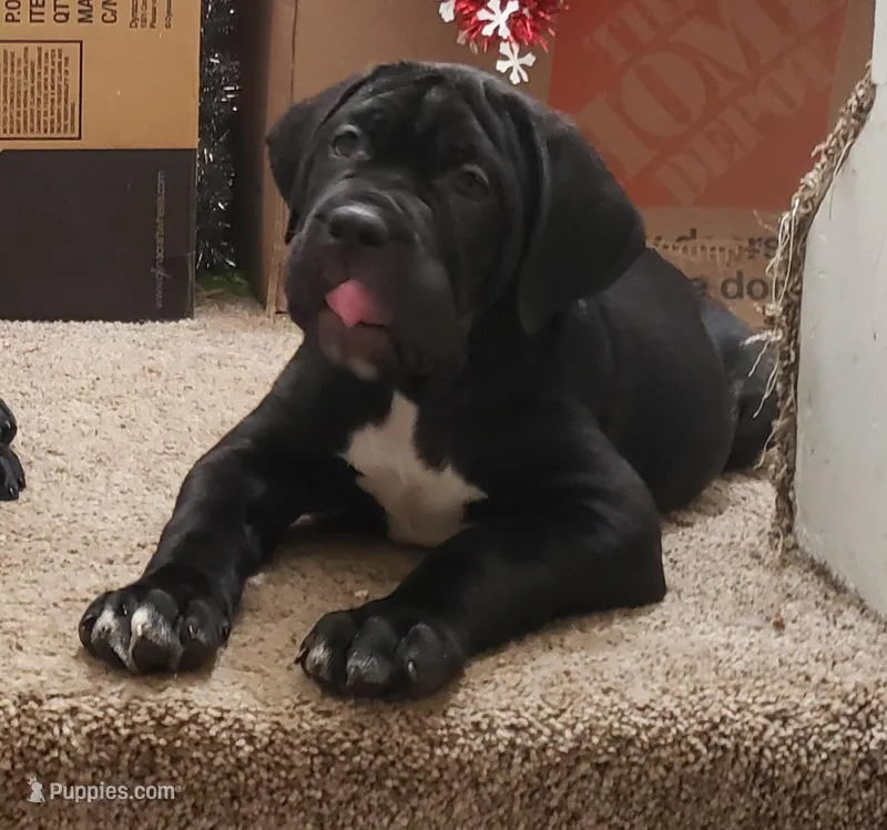 Blue , a male Cane Corso for sale in Winchester, VA – Photo 1 of 7