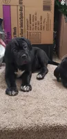 Blue , a male Cane Corso for sale in Winchester, VA – Photo 2 of 7