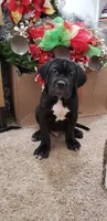 Blue , a male Cane Corso for sale in Winchester, VA – Photo 6 of 7