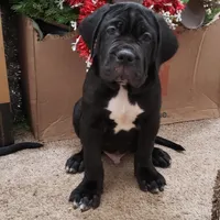 Blue , a male Cane Corso for sale in Winchester, VA – Photo 3 of 4