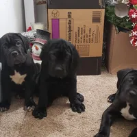 Blue , a male Cane Corso for sale in Winchester, VA – Photo 2 of 4