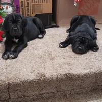 Blue , a male Cane Corso for sale in Winchester, VA – Photo 4 of 4