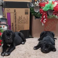 Blue , a male Cane Corso for sale in Winchester, VA – Photo 1 of 4