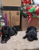 Blue , a male Cane Corso for sale in Winchester, VA – Photo 1 of 4