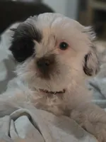 Leo, a male Shih Tzu for sale in West Warwick, RI – 3 of 6