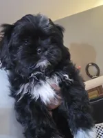 Baby boy, a male Shih Tzu for sale in West Warwick, RI – 2 of 4
