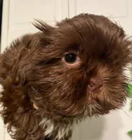 Toby, a male Shih Tzu for sale in West Warwick, RI – 4 of 4