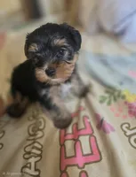 Buzz, a male Yorkshire Terrier for sale in West Warwick, RI – 4 of 5