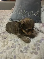 Teddy, a male Yorkshire Terrier for sale in West Warwick, RI – 3 of 5