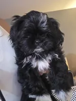 Baby boy, a male Shih Tzu for sale in West Warwick, RI – 4 of 4