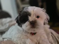 Leo, a male Shih Tzu for sale in West Warwick, RI – 6 of 6