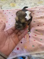 Nala, a female Yorkshire Terrier for sale in West Warwick, RI – 5 of 5