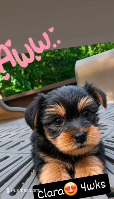 Clara – Yorkshire Terrier puppy for sale in West Warwick, RI