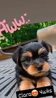 Clara, a female Yorkshire Terrier for sale in West Warwick, RI – 1 of 1