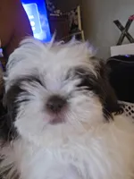 Everest , a male Shih Tzu for sale in West Warwick, RI – 3 of 4