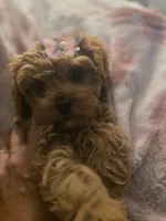 Delilah , a female Cavapoo for sale in West Warwick, RI – 4 of 7