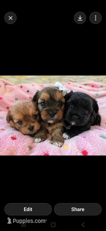 Shiloh – Yorkshire Terrier puppy for sale in West Warwick, RI