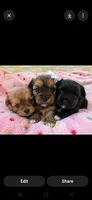 Shiloh, a female Yorkshire Terrier for sale in West Warwick, RI – 1 of 8