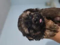 Bear, a male Yorkshire Terrier for sale in West Warwick, RI – Photo 4 of 4