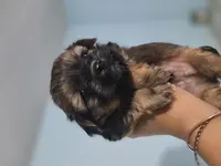 Bear, a male Yorkshire Terrier for sale in West Warwick, RI – Photo 2 of 4