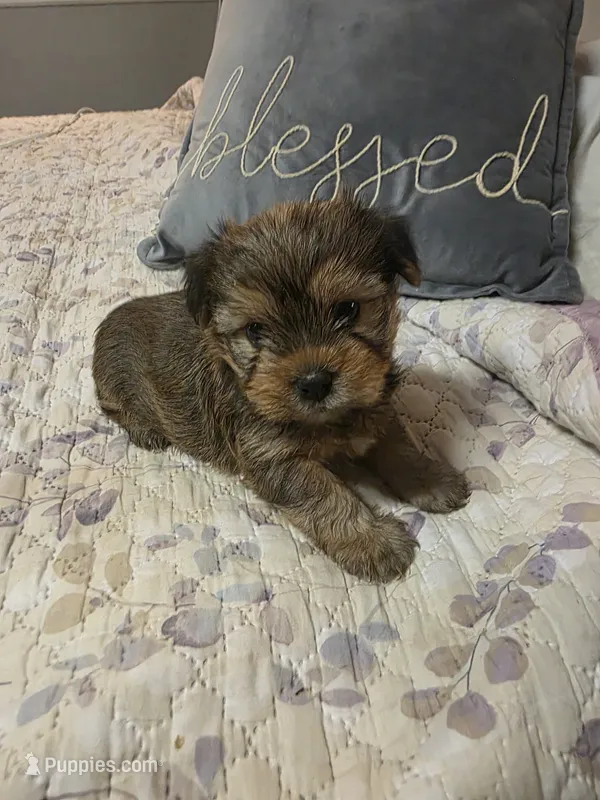 Teddy – Yorkshire Terrier puppy for sale in West Warwick, RI