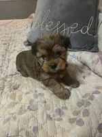 Teddy, a male Yorkshire Terrier for sale in West Warwick, RI – 1 of 5