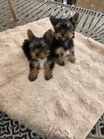 Zues, a male Yorkshire Terrier for sale in West Warwick, RI – Photo 1 of 2