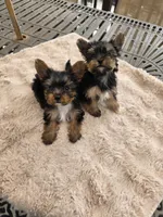 Zues, a male Yorkshire Terrier for sale in West Warwick, RI – Photo 2 of 2