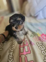 Buzz, a male Yorkshire Terrier for sale in West Warwick, RI – 3 of 5